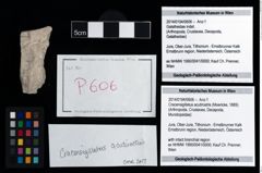 Foto (Objekt + Etikett) von Cracensigillatus acutirostris (Moericke, 1889)  (NHMW-GEO-2014-0194-0606)
